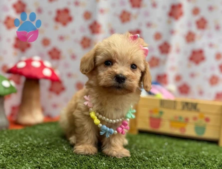Minik Maltipoo Yeni Yuvasını Arıyor - 7211 - Görsel 3