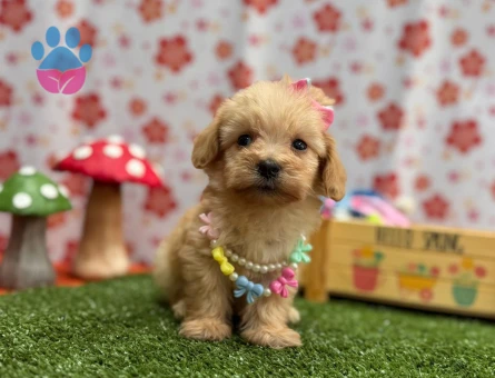 Minik Maltipoo Yeni Yuvasını Arıyor - 7211 - Görsel 4