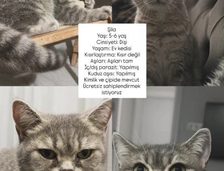 British Shorthair Şila yeni sahibini arıyor - 7212