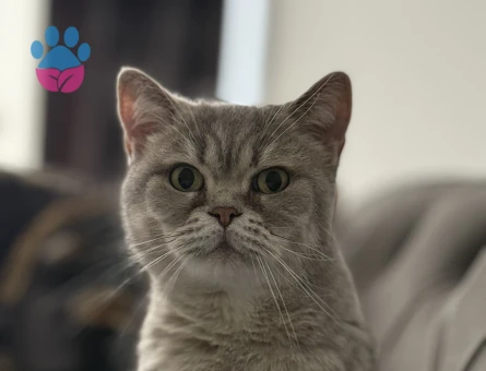 British Shorthair Şila yeni sahibini arıyor - 7212 - Görsel 3