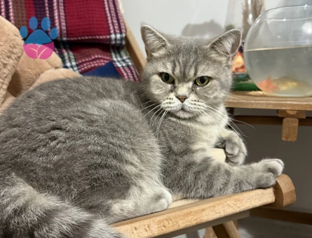 British Shorthair Şila yeni sahibini arıyor - 7212 - Görsel 5