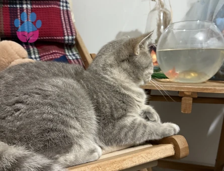 British Shorthair Şila yeni sahibini arıyor - 7212 - Görsel 4
