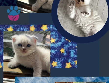 Scottish Fold Yavrular - 7213
