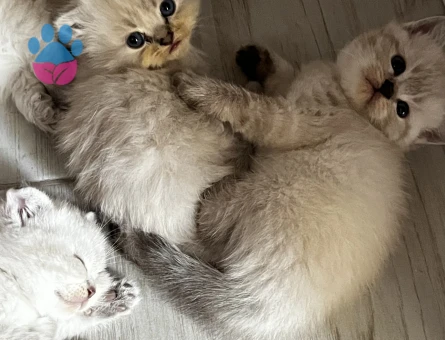 Scottish Fold Yavrular - 7213 - Görsel 4