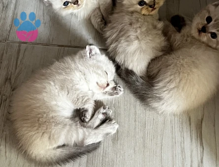 Scottish Fold Yavrular - 7213 - Görsel 3