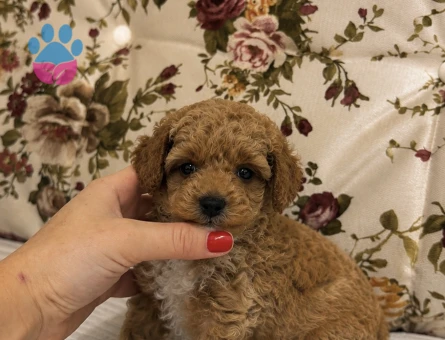 MİNİ BOY RED MALTİPO KIZIMIZ - 7217 - Görsel 5