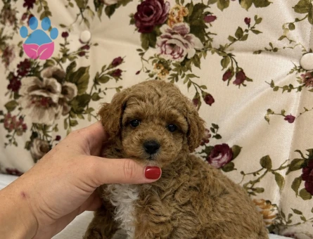 MİNİ BOY RED MALTİPO KIZIMIZ - 7217 - Görsel 3