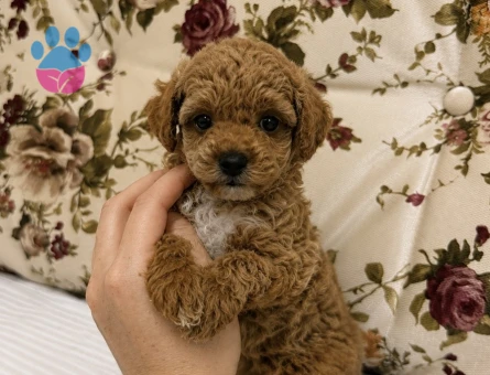 MİNİ BOY RED MALTİPO KIZIMIZ - 7217