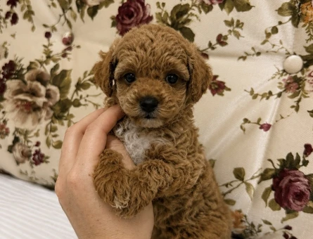 MİNİ BOY RED MALTİPO KIZIMIZ - 7217