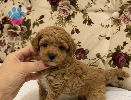 MİNİ BOY RED MALTİPO KIZIMIZ - 7217 - Görsel 4