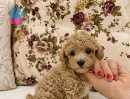 KIVIR KIVIR ÜST DÜZEY MALTİPO OĞLUMUZ - 7219 - Görsel 4