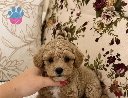 KIVIR KIVIR ÜST DÜZEY MALTİPO OĞLUMUZ - 7219 - Görsel 3