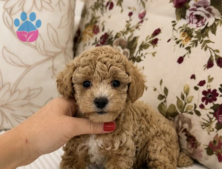 KIVIR KIVIR ÜST DÜZEY MALTİPO OĞLUMUZ - 7219 - Görsel 5