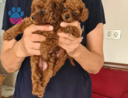 Poodle Kore kan bebeisler - 7220