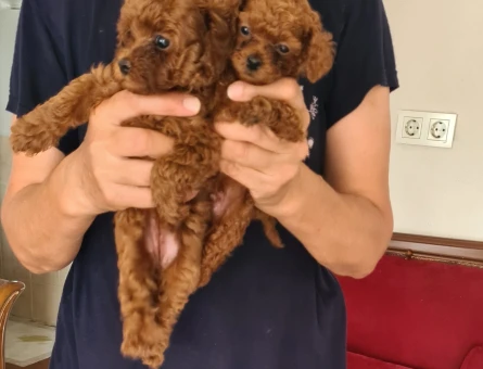 Poodle Kore kan bebeisler - 7220
