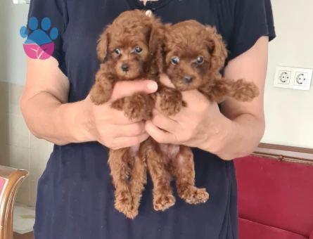 Poodle Kore kan bebeisler - 7220 - Görsel 3