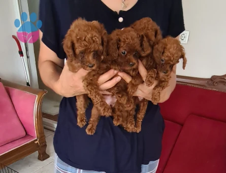 Poodle Kore kan bebeisler - 7220 - Görsel 4