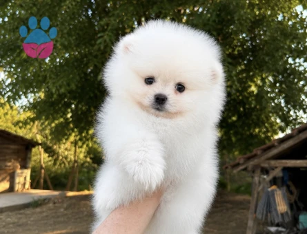 KUSURSUZ KARBEYAZ BİBLO DİŞİ ERKEK POMERANİAN BOO - 7221