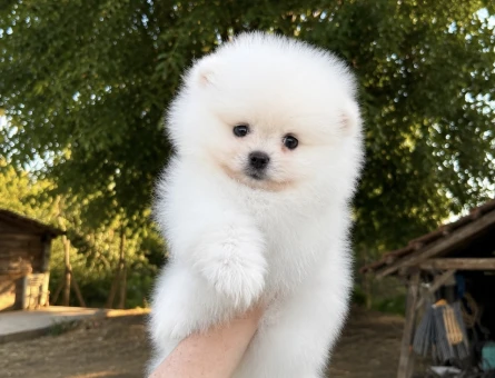 KUSURSUZ KARBEYAZ BİBLO DİŞİ ERKEK POMERANİAN BOO - 7221