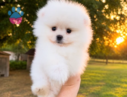 KUSURSUZ KARBEYAZ BİBLO DİŞİ ERKEK POMERANİAN BOO - 7221 - Görsel 3