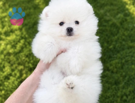 KUSURSUZ KARBEYAZ BİBLO DİŞİ ERKEK POMERANİAN BOO - 7221 - Görsel 4