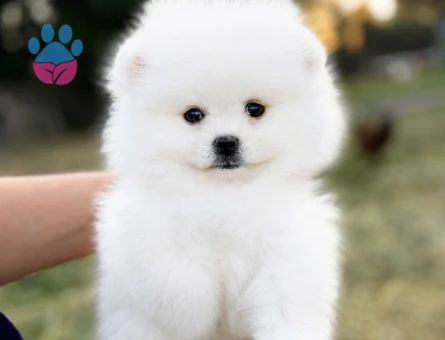 KUSURSUZ KARBEYAZ BİBLO DİŞİ ERKEK POMERANİAN BOO - 7221 - Görsel 5