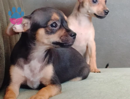 Chihuahua Yavruları - 7222 - Görsel 3