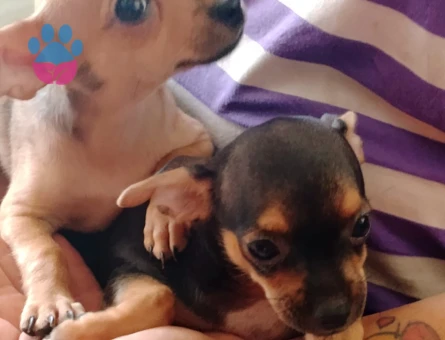 Chihuahua Yavruları - 7222