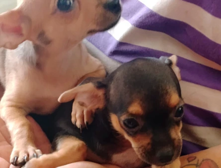 Chihuahua Yavruları - 7222