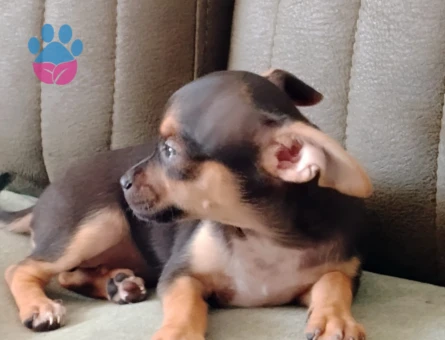 Chihuahua Yavruları - 7222 - Görsel 4