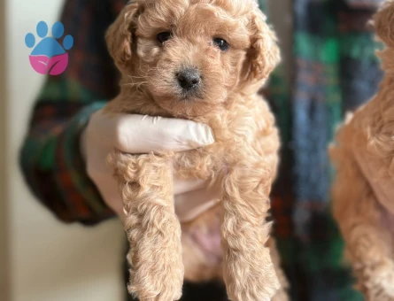 Sevimli Maltipoo Yavrularımız Yeni Ailelerini Bekliyor - 7223 - Görsel 3