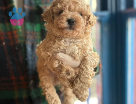 Sevimli Maltipoo Yavrularımız Yeni Ailelerini Bekliyor - 7223