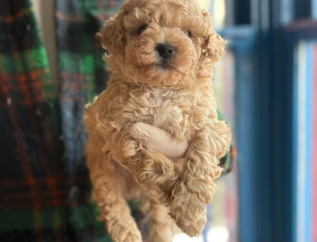 Sevimli Maltipoo Yavrularımız Yeni Ailelerini Bekliyor - 7223