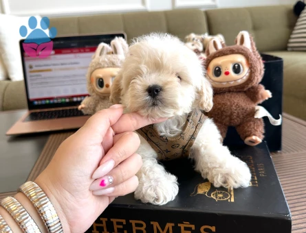 Ailenizin Yeni Üyesi Olmaya Hazır Maltipoo - 7224