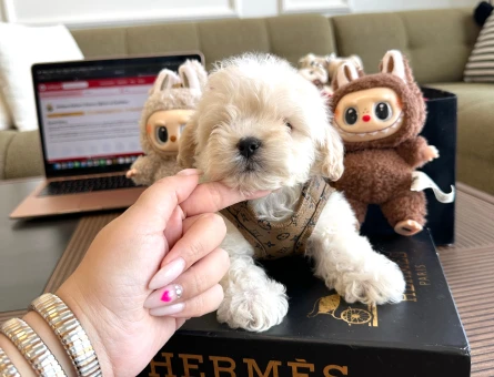 Ailenizin Yeni Üyesi Olmaya Hazır Maltipoo - 7224
