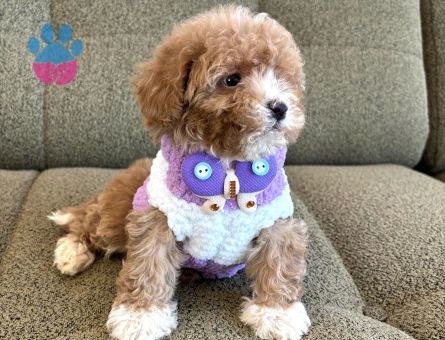 Ailenizin Yeni Üyesi Olmaya Hazır Maltipoo - 7224 - Görsel 3