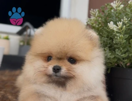 Dünya tatlısı Boo yavrumuz - 7225 - Görsel 3