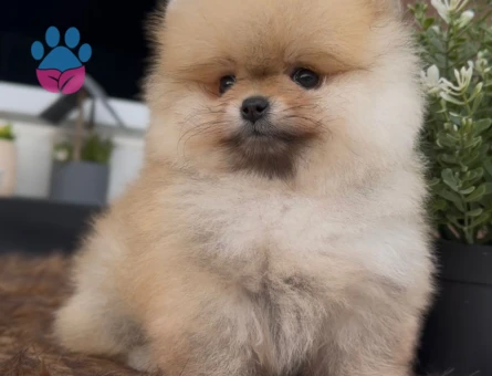 Dünya tatlısı Boo yavrumuz - 7225 - Görsel 4