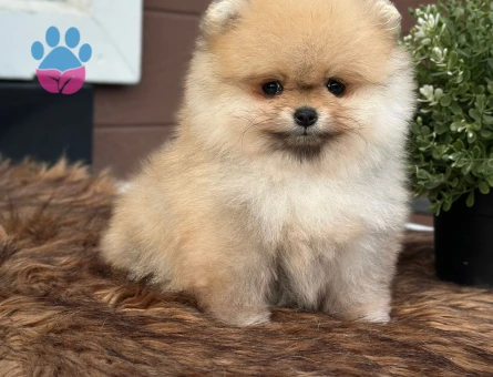 Dünya tatlısı Boo yavrumuz - 7225 - Görsel 5