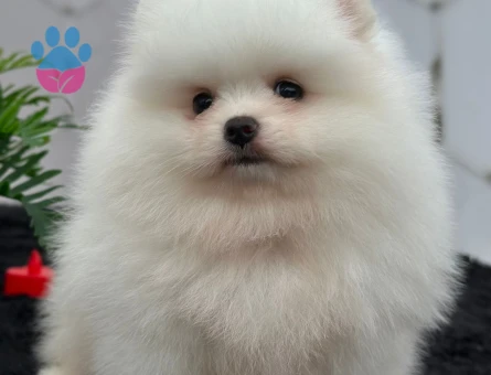 Kartopu oyuncak gibi Boo Pomeranian - 7226 - Görsel 3