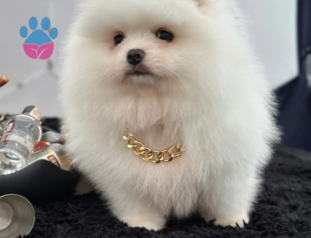 Kartopu oyuncak gibi Boo Pomeranian - 7226