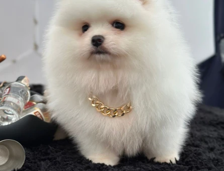 Kartopu oyuncak gibi Boo Pomeranian - 7226