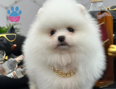 Kartopu oyuncak gibi Boo Pomeranian - 7226 - Görsel 4