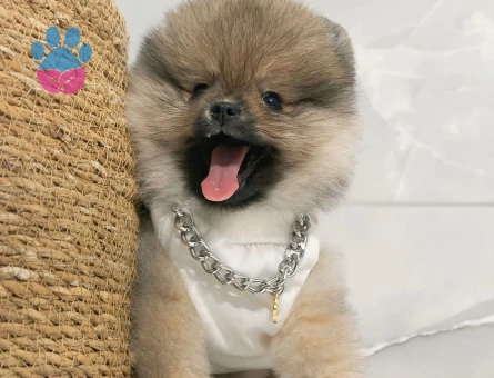 Sevimi Pomeranian yavrularımız - 7227