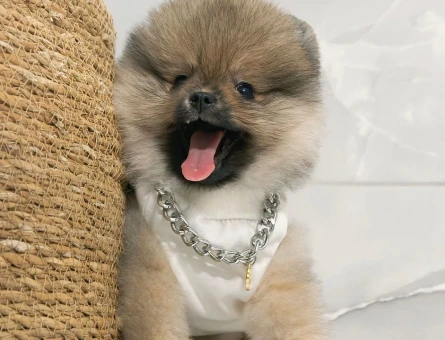 Sevimi Pomeranian yavrularımız - 7227