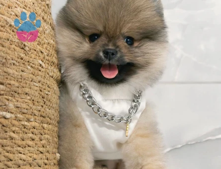 Sevimi Pomeranian yavrularımız - 7227 - Görsel 3