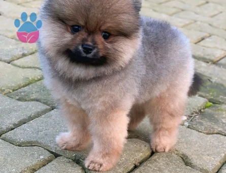 Sevimi Pomeranian yavrularımız - 7227 - Görsel 4
