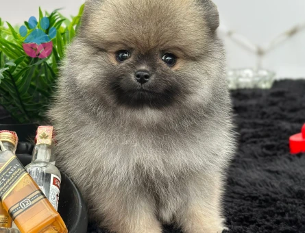 Sevimi Pomeranian yavrularımız - 7227 - Görsel 5