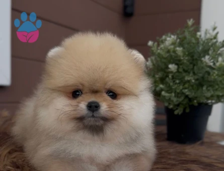 Safkan Bo pomeranian - 7228 - Görsel 3