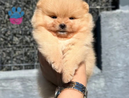 Safkan Bo pomeranian - 7228 - Görsel 4